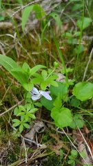 Violaceae