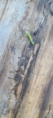 Peridea basitriens