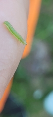 Peridea basitriens
