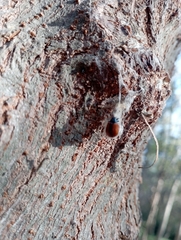 Plagiodera erythroptera