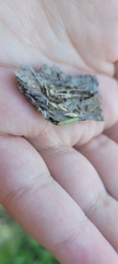 Peridea basitriens