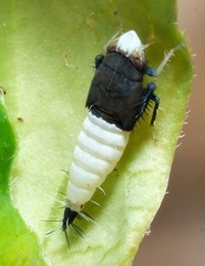 Scaphoideus incisus