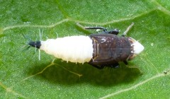 Scaphoideus incisus