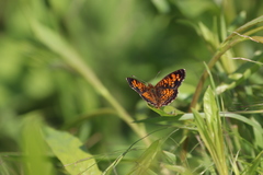 Phyciodes tharos