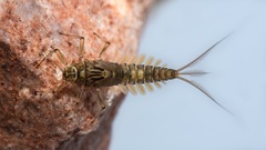 Andesiops peruvianus