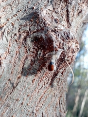 Plagiodera erythroptera