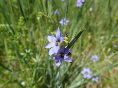 Sisyrinchium mucronatum