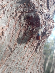 Plagiodera erythroptera
