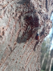 Plagiodera erythroptera