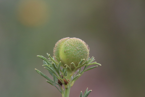 Image of Romneya trichocalyx by (c) Millie Basden, some rights reserved (CC BY)