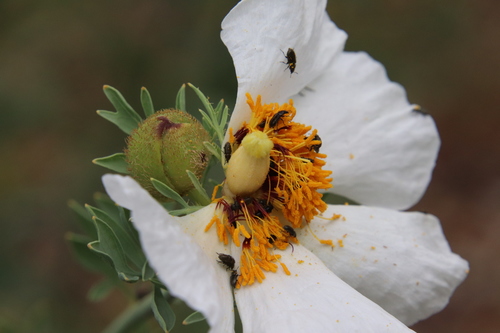 Image of Romneya trichocalyx by (c) Millie Basden, some rights reserved (CC BY)