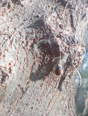 Plagiodera erythroptera