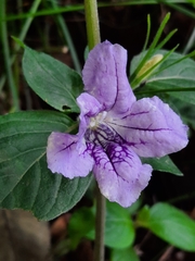 Ruellia purshiana