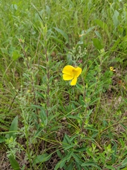 Crocanthemum canadense