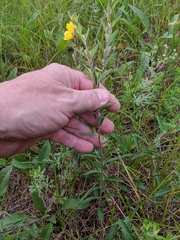 Crocanthemum canadense
