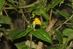 Calea bucaramangensis