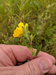Crocanthemum canadense