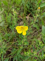 Crocanthemum canadense