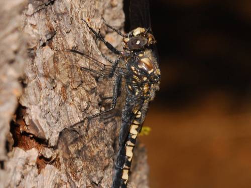Black Petaltail