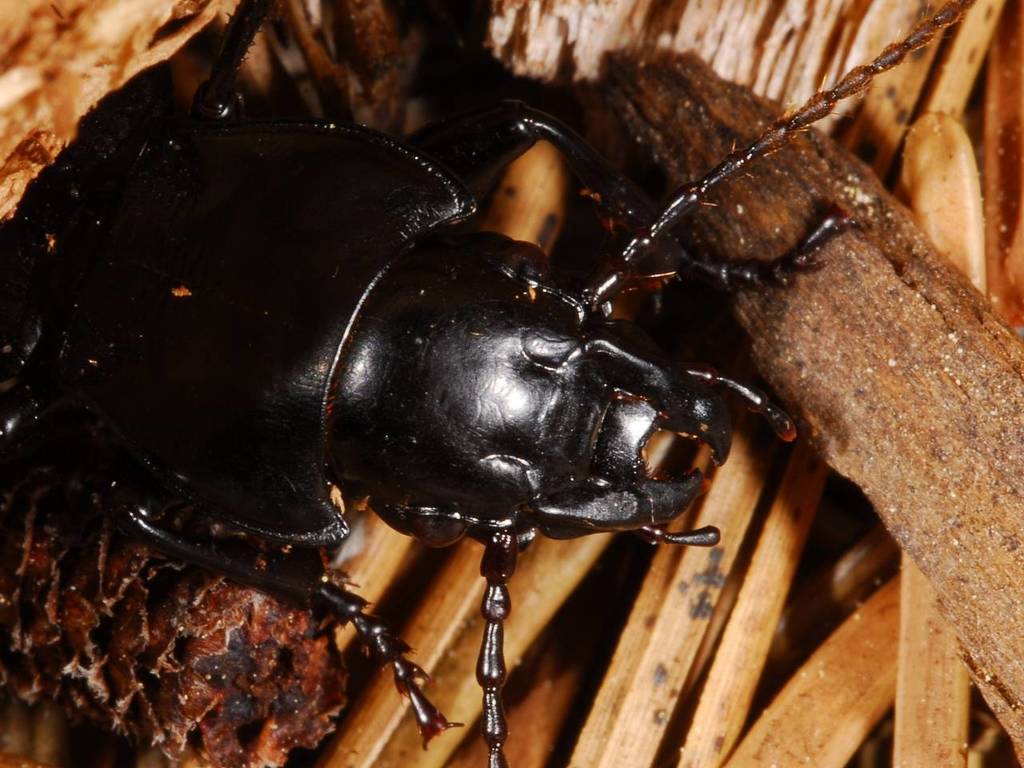 Pterostichus lama