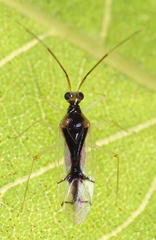 Hyaliodes