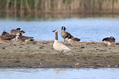 Branta canadensis