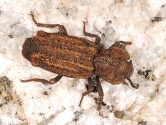 Zopheridae