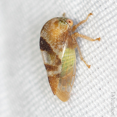 Cyrtolobus vau