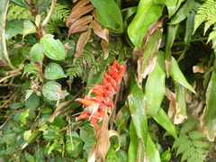 Pitcairnia brittoniana image