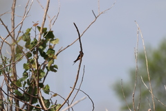 Hirundo rustica