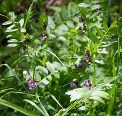 Vicia sepium