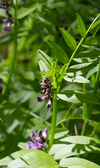 Vicia sepium