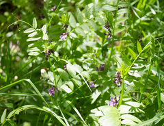 Vicia sepium