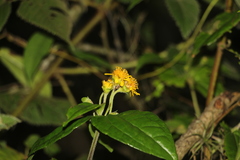 Calea bucaramangensis