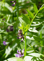 Vicia sepium