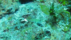 Coryphopterus eidolon