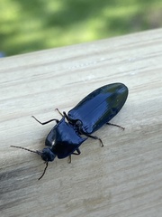 Melanactes