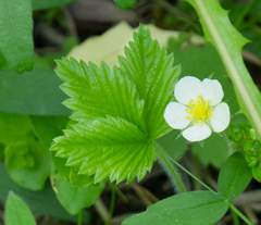 Fragaria vesca