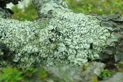 Hypogymnia apinnata