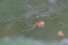 Neriene peltata