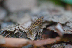Orchesella quinquefasciata