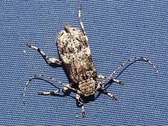 Pseudastylopsis nebulosus