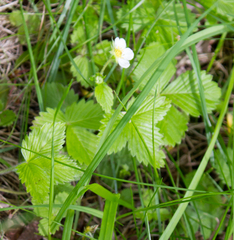 Fragaria vesca