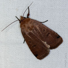 Abagrotis cupida