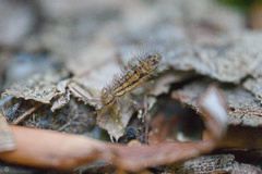 Orchesella quinquefasciata