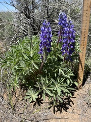 Lupinus prunophilus