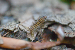 Orchesella quinquefasciata