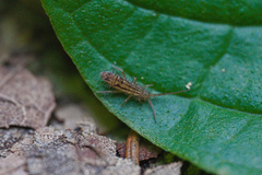 Orchesella quinquefasciata