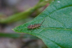 Orchesella quinquefasciata