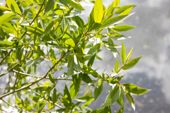 Salix